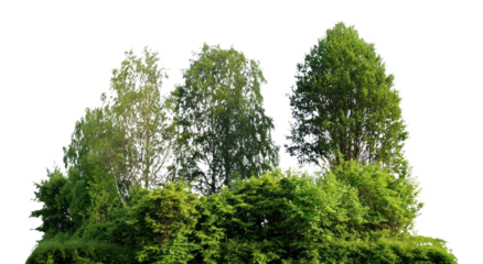 PNG Group of different trees background woodland isolated.