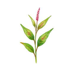 Obraz premium Watercolor Botanical Illustration of Vietnamese Coriander Isolated
