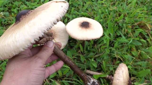 man's hand holding a large mushroom. edible macromolepiotes harvested by man in the field