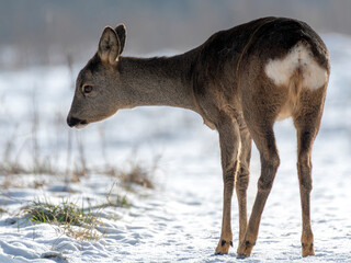 daniele sarny w lesie zimą dzika natura poroże © Colorful Soul
