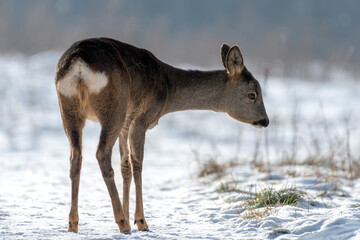 daniele sarny w lesie zimą dzika natura poroże © Colorful Soul