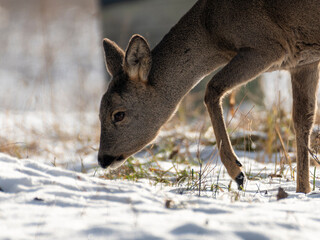 daniele sarny w lesie zimą dzika natura poroże © Colorful Soul