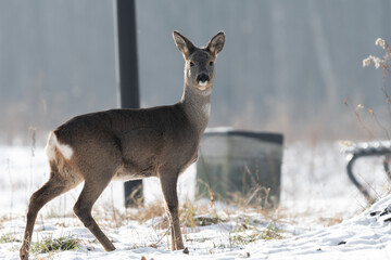 daniele sarny w lesie zimą dzika natura poroże © Colorful Soul