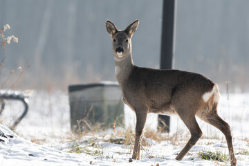 daniele sarny w lesie zimą dzika natura poroże © Colorful Soul