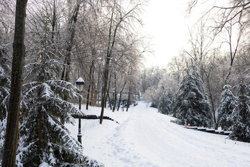 Fototapeta premium winter forest in the snow