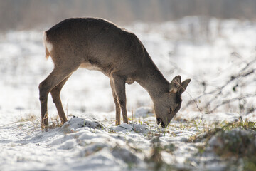 daniele sarny w lesie zimą dzika natura poroże © Colorful Soul