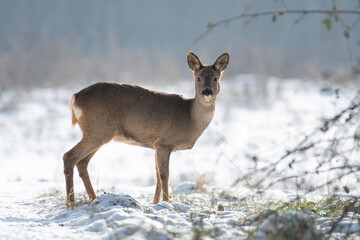 daniele sarny w lesie zimą dzika natura poroże © Colorful Soul