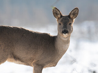 daniele sarny w lesie zimą dzika natura poroże © Colorful Soul