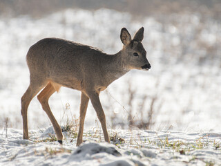 daniele sarny w lesie zimą dzika natura poroże © Colorful Soul