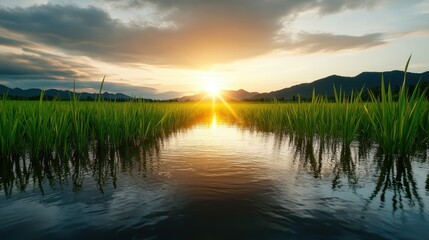 Obraz premium A breathtaking sunset reflects on calm water in a rice field, creating a picturesque scene that embodies tranquility, nature's beauty, and the cycle of life.