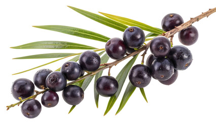 Freshly picked dark a&ccedil;a&iacute; berries on a branch with vibrant green leaves