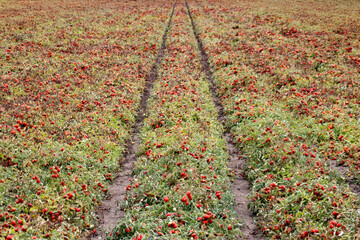 A vast agricultural field filled with ripe red tomatoes growing on green vines ready for harvesting during the summer season