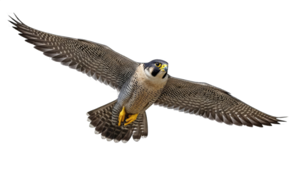 Magnificent peregrine falcon soaring with outstretched wings against a solid black background