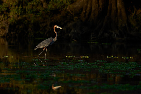 Goliath Heron (Ardea goliath) in South Luangwa National Park, Zambia