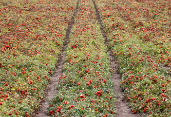 Industrial cultivation of tomatoes in a rural farm featuring soil tracks from harvesting machinery and plants heavy with fresh fruit