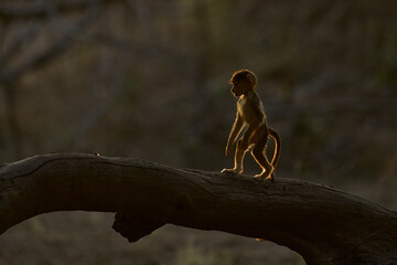 Backlit Yellow Baboons (Papio cynocephalus) amongst trees in South Luangwa National Park, Zambia