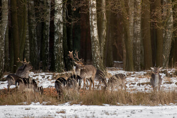 daniele sarny w lesie zimą dzika natura poroże © Colorful Soul