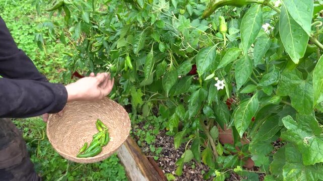 man harvests peppers from small greens in wicker basket. harvesting peppers in vegetable garden
