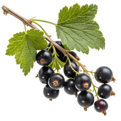 Fresh blackcurrant branch with glossy dark berries and lush green leaves isolated on black