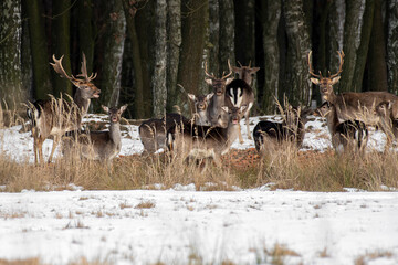 daniele sarny w lesie zimą dzika natura poroże © Colorful Soul