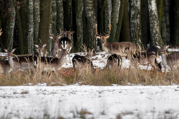 daniele sarny w lesie zimą dzika natura poroże © Colorful Soul