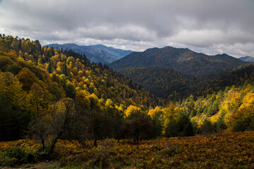 Panoramic autumn forest landscape with colorful yellow and orange trees under a cloudy sky