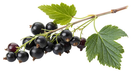 Freshly picked black currant berries on a vibrant green stem with leaves against a dark background