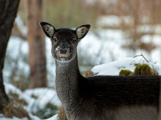 daniele sarny w lesie zimą dzika natura poroże © Colorful Soul