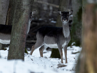 daniele sarny w lesie zimą dzika natura poroże © Colorful Soul