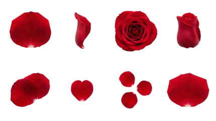 Red rose set including blooming flower head, bud, and scattered petals isolated. Romantic floral collection for valentine day and wedding decoration.