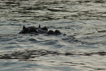 Fototapeta premium Massive hippopotamus lurking just beneath the water surface in an African river.