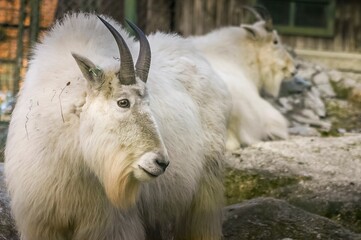 A white mountain goat portrait