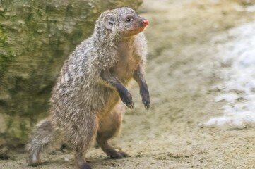 Banded mongoose in close up
