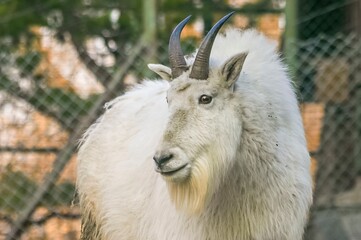 A white mountain goat portrait
