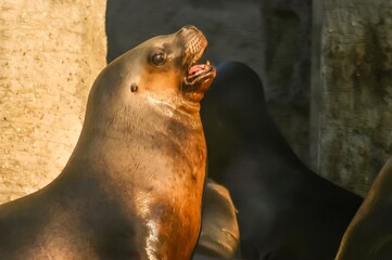 Portrait of a sea lion
