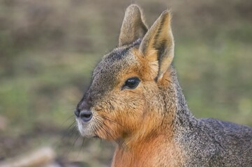 A Patagonian mara close up portrait