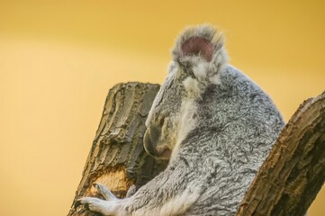 Koala resting on the top of a tree