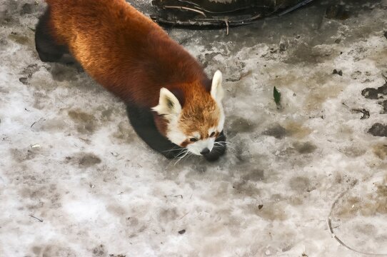 Red panda walking in the snow