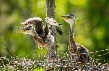 Young Great Blue Herons in their nest in a lowcountry rookery near Charleston, South Carolina.
