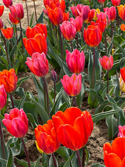 Colorful tulips planted in the field
