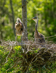 Young Great Blue Herons in their nest in a lowcountry rookery near Charleston, South Carolina.