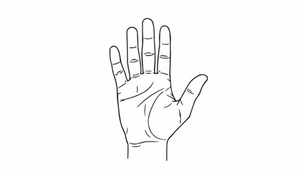 Fototapeta premium Detailed line drawing of an open human hand showing palm lines.