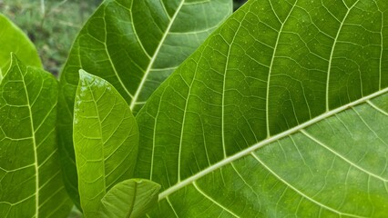 Obraz premium Fresh green leaves with clear vein details, photographed close-up, showcasing natural beauty, organic texture, and a fresh feel.