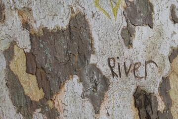 Close-up of a tree trunk with multi-colored textured bark, featuring the carved word "river". The carving has darkened with age, creating a striking contrast against the natural patterns of the tree.