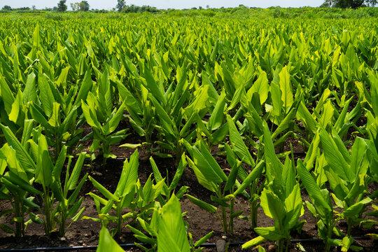 Turmeric plant field in India.
