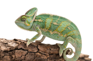 Obraz premium Green chameleon on branch, transparent background