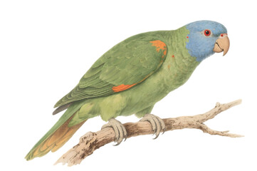 Blue faced amazon parrot on branch, vintage illustration