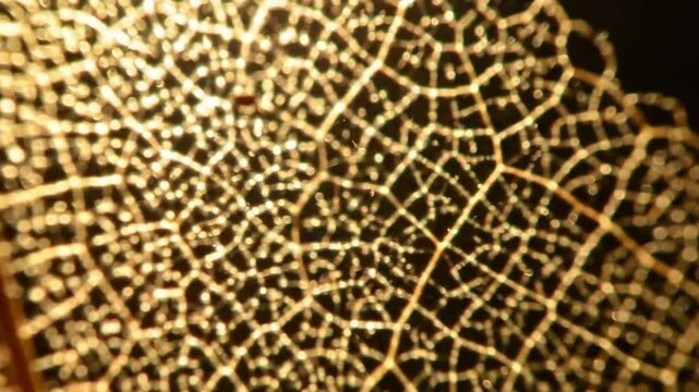Macro view of dried skeleton leaf texture with backlight in vintage style