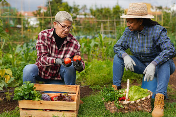 Fototapeta premium Multiracial senior women having fun gardening together - Organic vegetable, harvesting and local food concept - Healthy elderly lifestyle