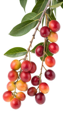 Vibrant karonda fruits with green leaves on a branch against a black background